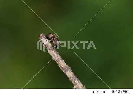 生き物 蜘蛛 マルヅメオニグモ、横から見るとずいぶん印象が違います。ヤシガニっぽい? 生き物 蜘蛛 マルヅメオニグモ、横から見るとずいぶん印象が違います。ヤシガニっぽい? 40485969