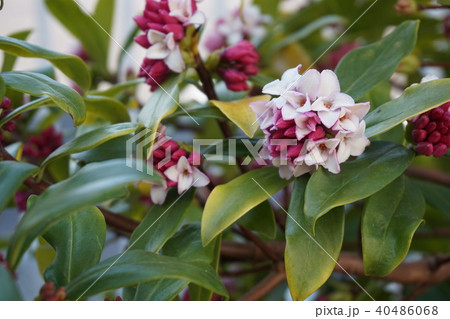 沈丁花 沈丁花 40486068