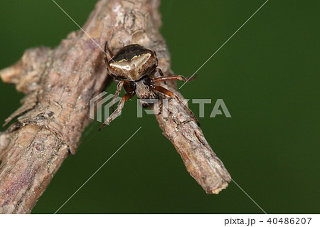 生き物 蜘蛛 マルヅメオニグモ 背中の半円形の三日月のような模様を爪の先に見立てた名前とのことの写真素材