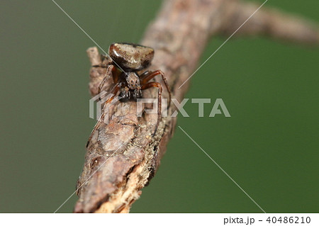生き物　蜘蛛　マルヅメオニグモ、オスの幼体。丸くて大きな触肢が目立ちます 40486210