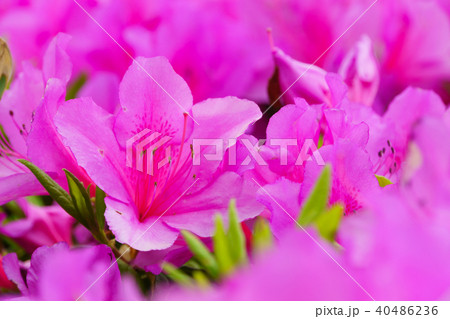 サツキツツジの花の写真素材