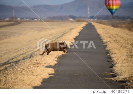 猪の疾走～渡良瀬遊水地にて 40486272