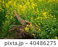菜の花に囲まれて～渡良瀬遊水地にて 40486275