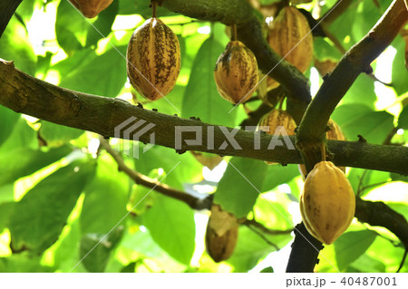 カカオの実 40487001