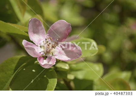 カリンの花の写真素材