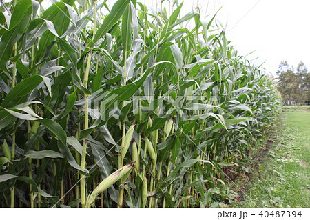 とうもろこし畑_北海道 40487394
