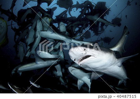 サメの群れの写真素材