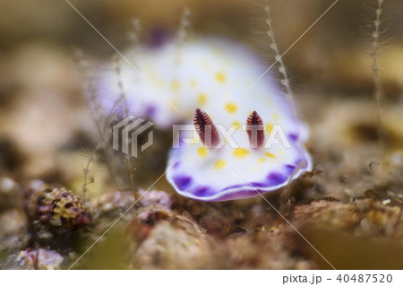 ウミウシ 40487520