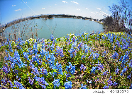 エゾエンゴサクと池 40489576