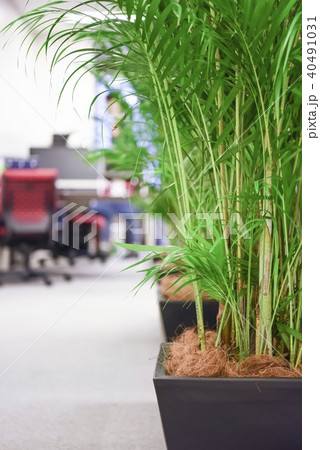 観葉植物のあるオフィスの写真素材