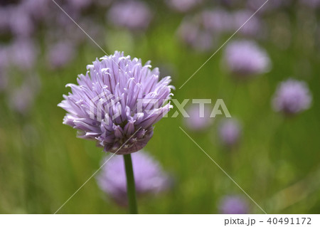 チャイブの花 40491172
