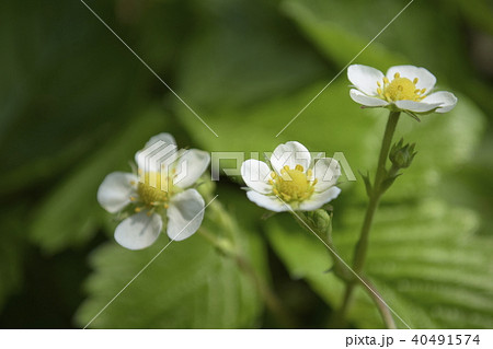ワイルドストロベリーの花の写真素材