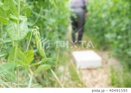豆類の収穫　農家　農業　TPP　野菜の収穫　畑作業 40491595