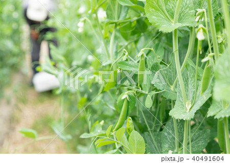 豆類の収穫　農家　農業　TPP　野菜の収穫　畑作業 40491604