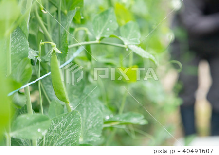 豆類の収穫　農家　農業　TPP　野菜の収穫　畑作業 40491607