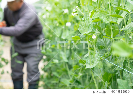 豆類の収穫 農家 農業 TPP 野菜の収穫 畑作業 豆類の収穫 農家 農業 TPP 野菜の収穫 畑作業 40491609