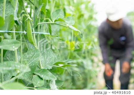 豆類の収穫　農家　農業　TPP　野菜の収穫　畑作業 40491610