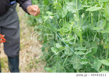 豆類の収穫　農家　農業　TPP　野菜の収穫　畑作業 40491611
