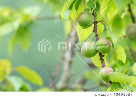 種類が細かくはわからない青梅　生の青梅　山　青梅と文字スペース 40491637