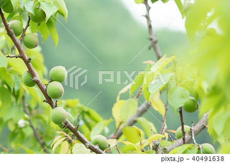 種類が細かくはわからない青梅　生の青梅　山　青梅と文字スペース 40491638