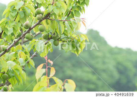 種類が細かくはわからない青梅　生の青梅　山　青梅と文字スペース 40491639