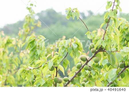 種類が細かくはわからない青梅 生の青梅 山 青梅と文字スペース 種類が細かくはわからない青梅 生の青梅 山 青梅と文字スペース 40491640