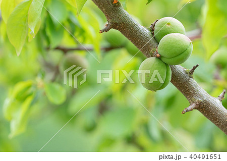 種類が細かくはわからない青梅　生の青梅　山　青梅と文字スペース 40491651