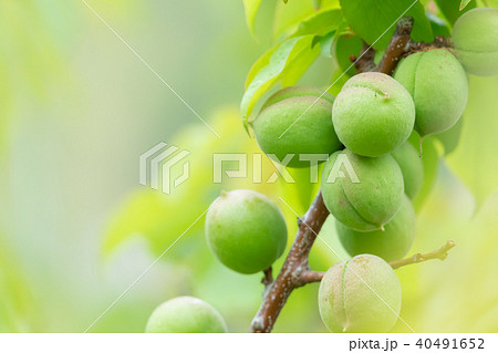 種類が細かくはわからない青梅　生の青梅　山　青梅と文字スペース 40491652