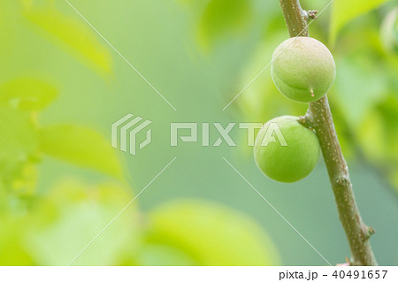 種類が細かくはわからない青梅 生の青梅 山 青梅と文字スペース 種類が細かくはわからない青梅 生の青梅 山 青梅と文字スペース 40491657