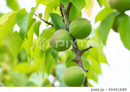 種類が細かくはわからない青梅　生の青梅　山　青梅と文字スペース 40491686