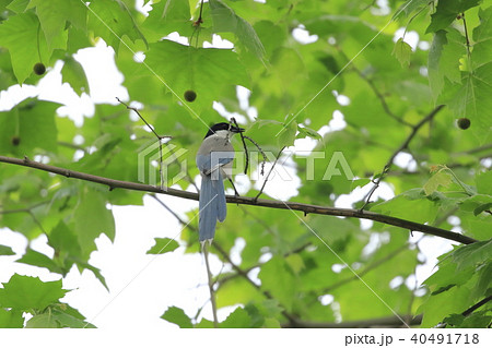 巣作りするオナガ　新緑のスズカケノキの上で 40491718