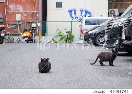 猫 ねこ ネコ 40491742