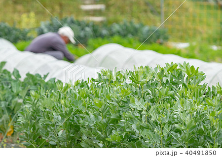 農業従事者　農家　農業　TPP　野菜の収穫　畑作業 40491850