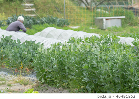 農業従事者 農家 農業 TPP 野菜の収穫 畑作業 農業従事者 農家 農業 TPP 野菜の収穫 畑作業 40491852