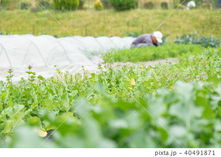 農業従事者　農家　農業　TPP　野菜の収穫　畑作業 40491871