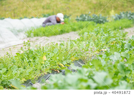 農業従事者　農家　農業　TPP　野菜の収穫　畑作業 40491872