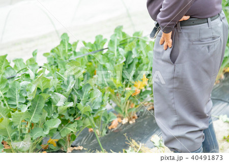 農業従事者　農家　農業　TPP　野菜の収穫　畑作業 40491873