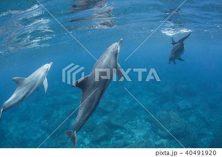 イルカ 40491920