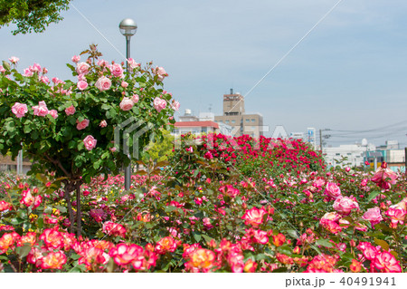 福山バラ公園のバラの写真素材