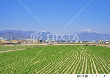 早春の麦畑 早春の麦畑 40492012