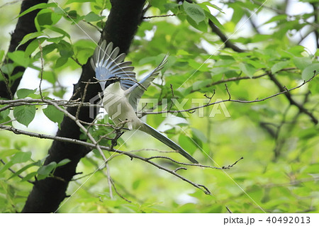 巣作りの枝をくわえて飛ぶオナガ 巣作りの枝をくわえて飛ぶオナガ 40492013