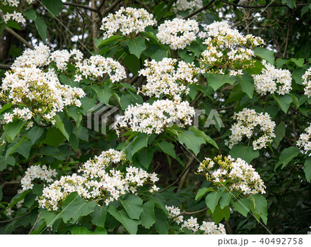 花 フラワー お花 40492758