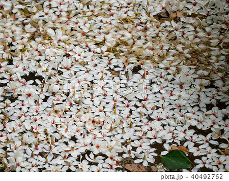 花 フラワー お花 40492762