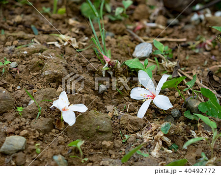 花 フラワー お花 40492772
