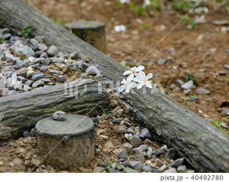 花 フラワー お花 40492780