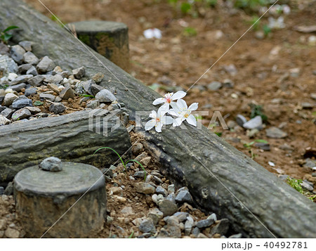 花 フラワー お花 40492781