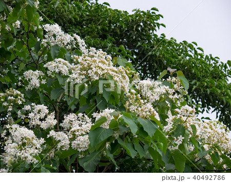 花 フラワー お花 40492786