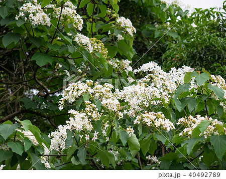 花 フラワー お花 40492789