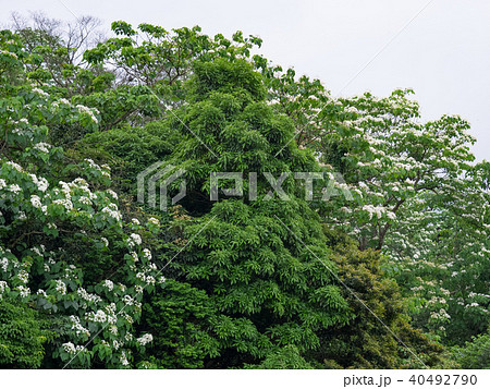 花 フラワー お花 40492790