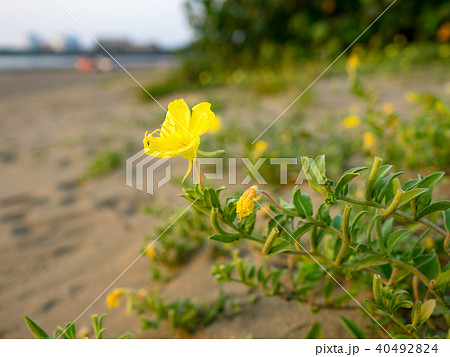 台湾 台北 台北市 40492824